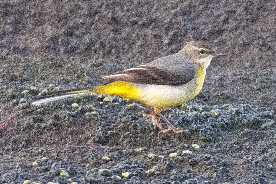 Gray Wagtail - ML515484371