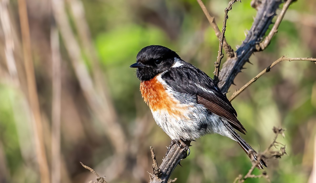African Stonechat - Guy Tremblay