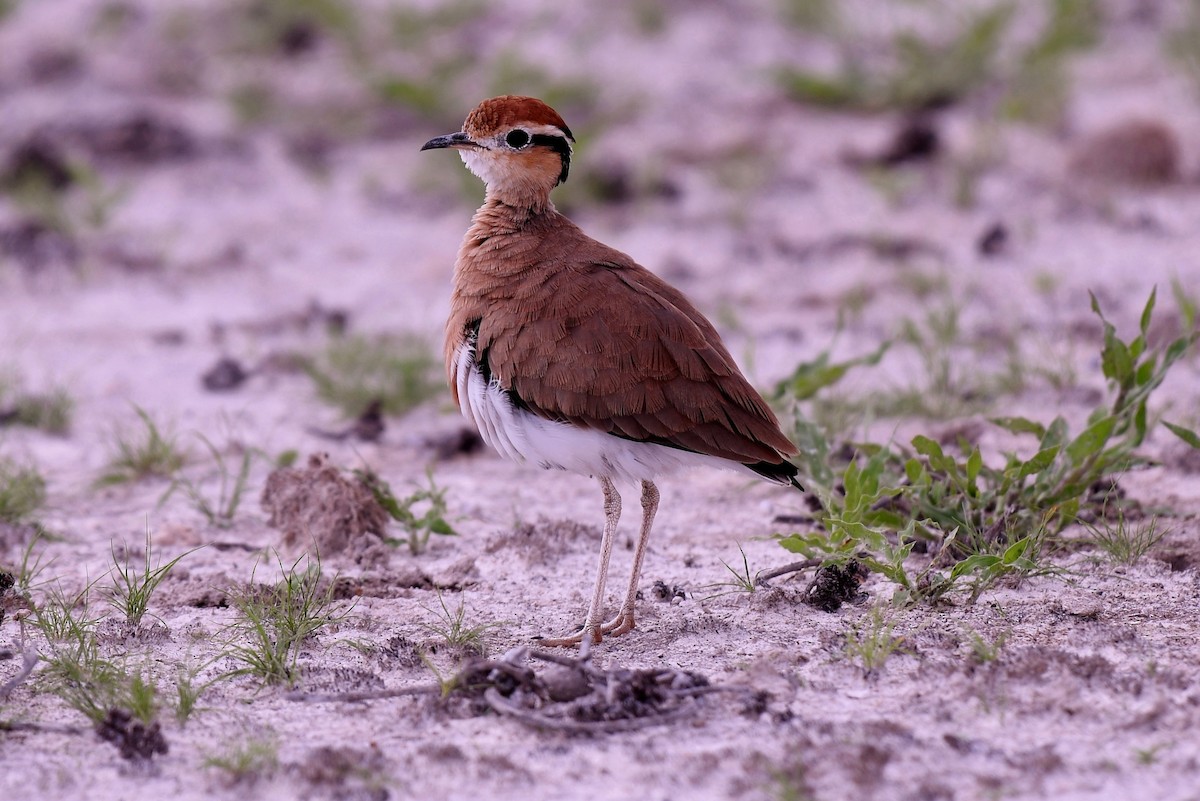 Temminck's Courser - ML515485561