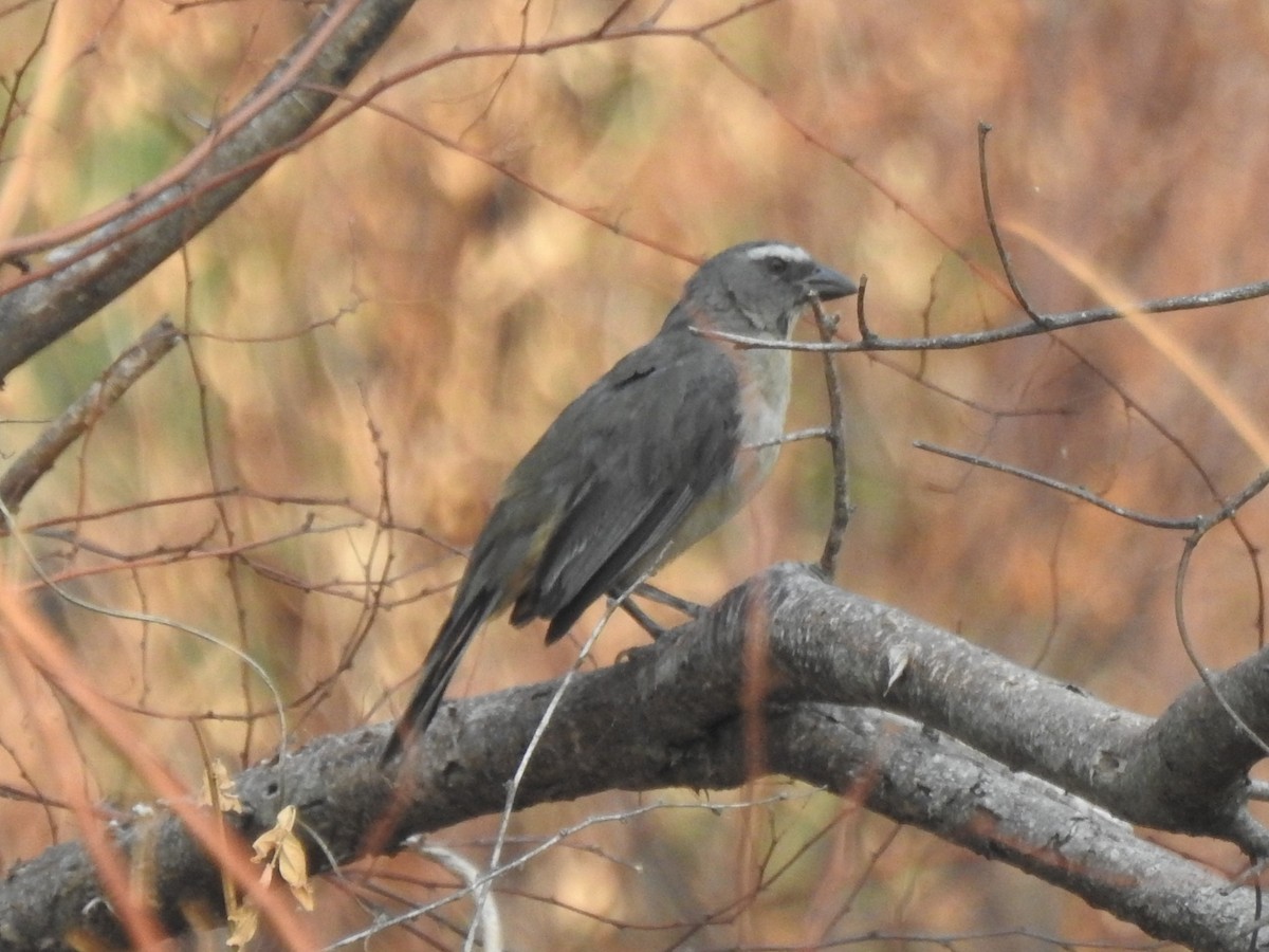 Bluish-gray Saltator - Patricio Ramírez Llorens