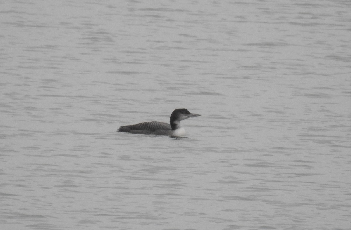 Common Loon - ML515485941