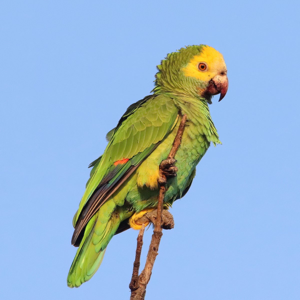 Yellow-shouldered Parrot - John Girard