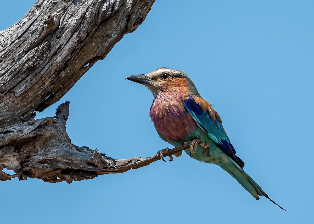 Lilac-breasted Roller - ML515486921