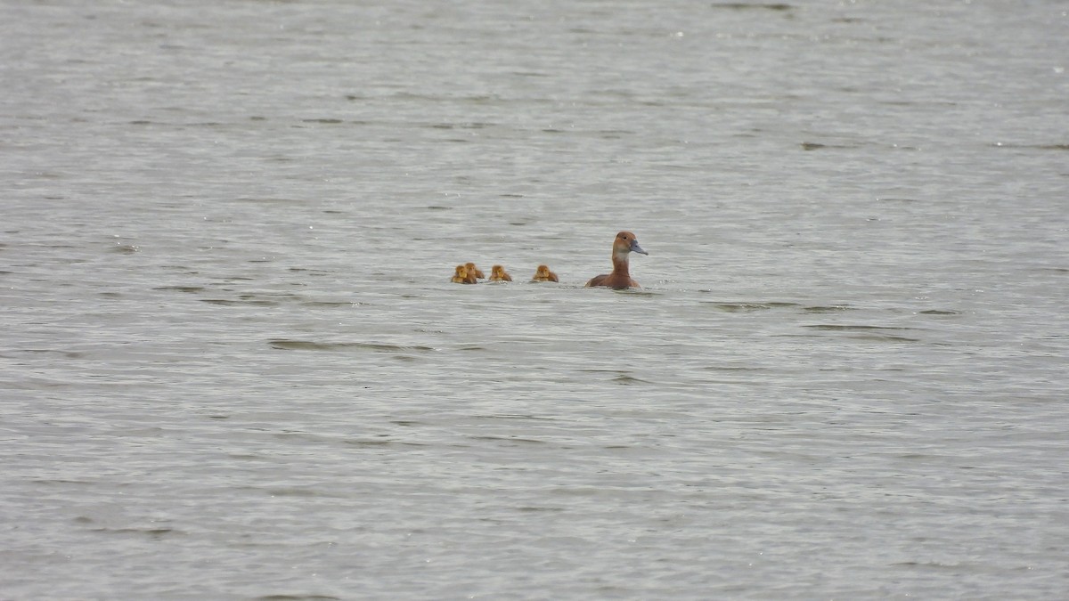 Fulvous Whistling-Duck - ML515487411