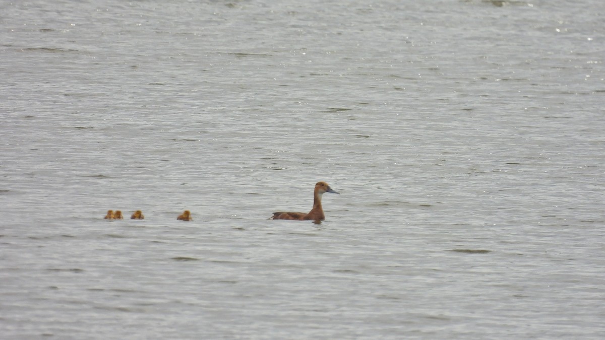 Fulvous Whistling-Duck - ML515487421