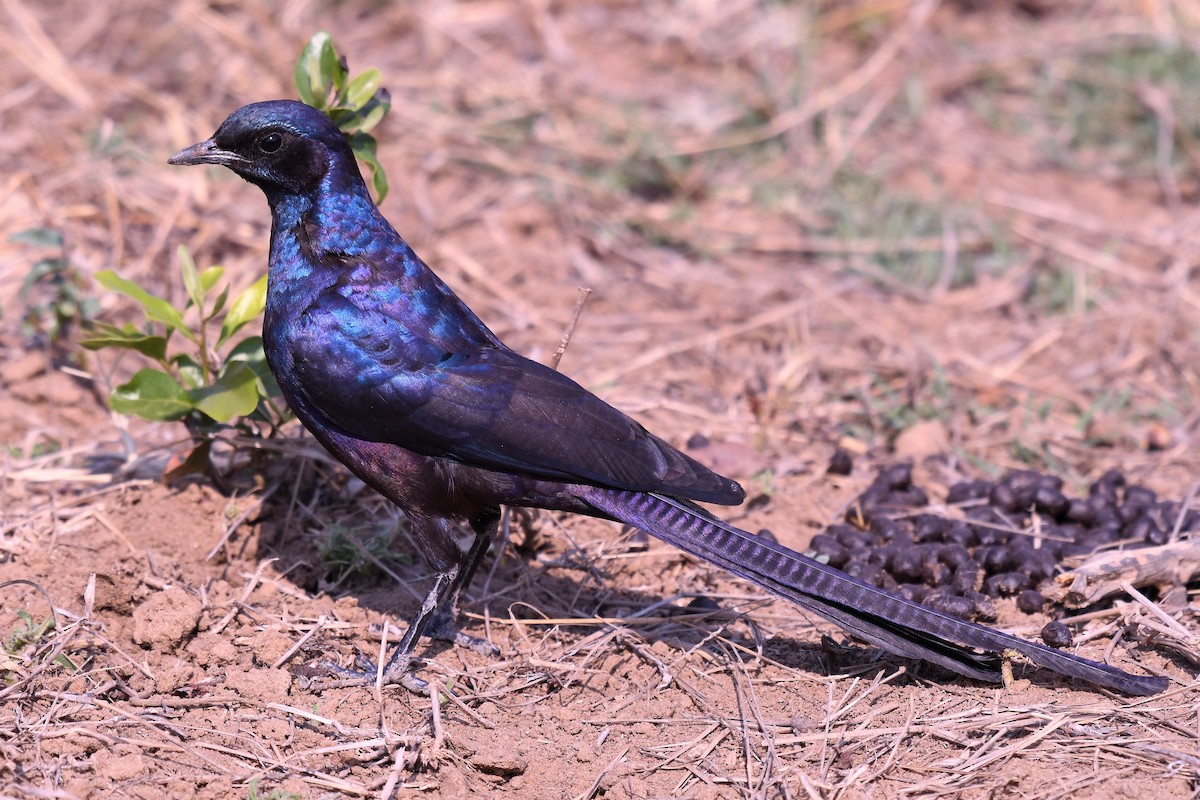 Meves's Starling - Christian Engel