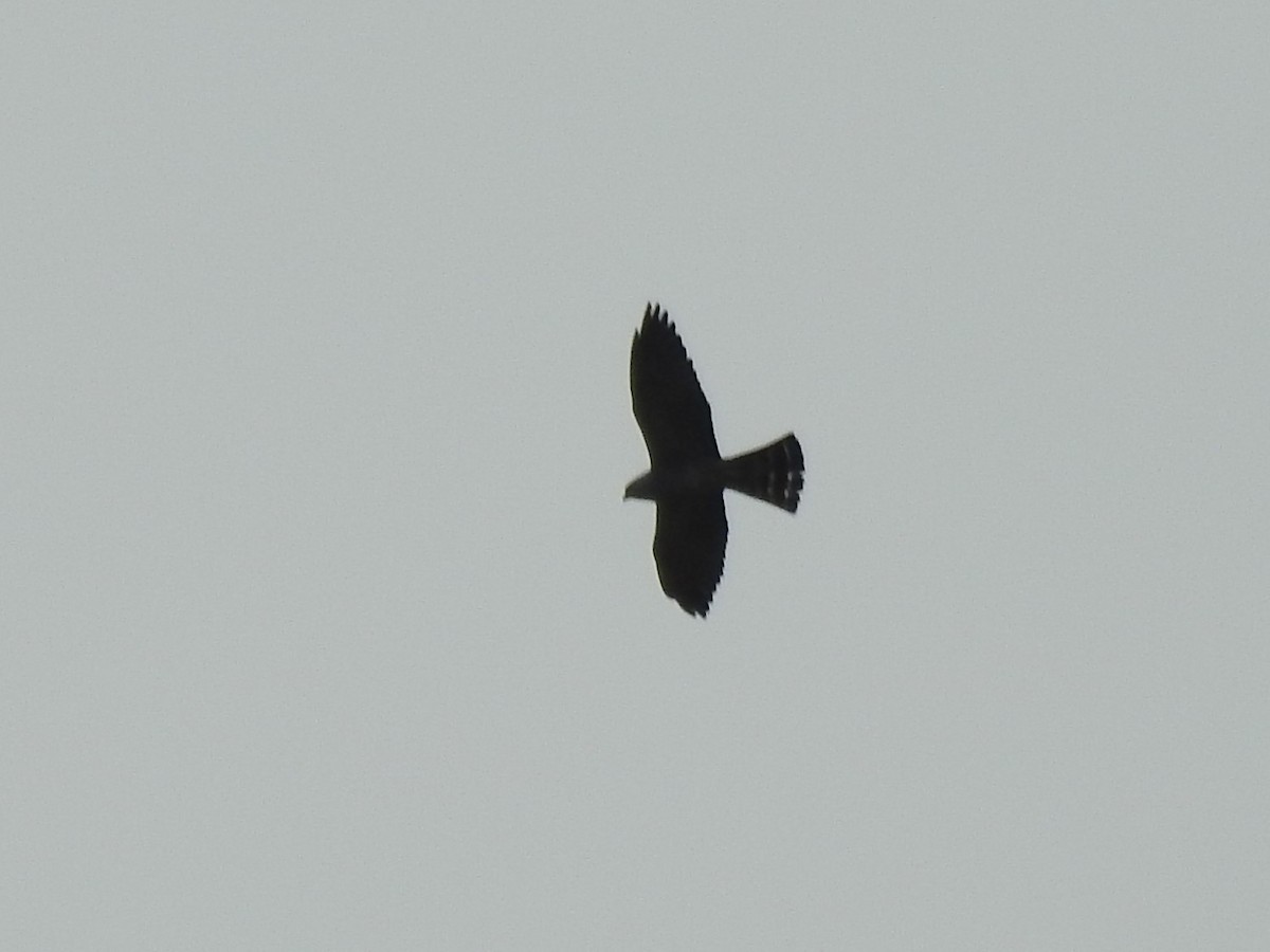 Plumbeous Kite - ML515487641