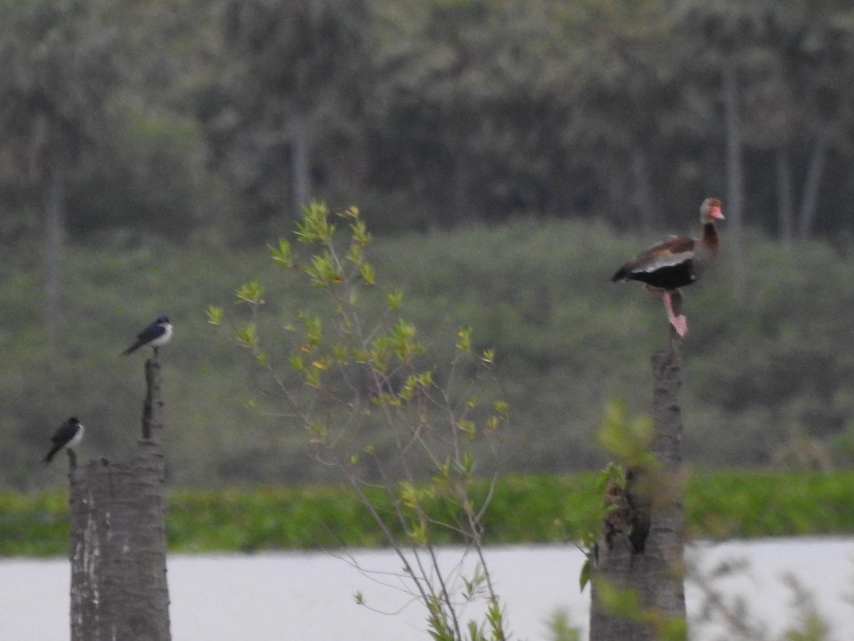 Black-bellied Whistling-Duck - ML515488181