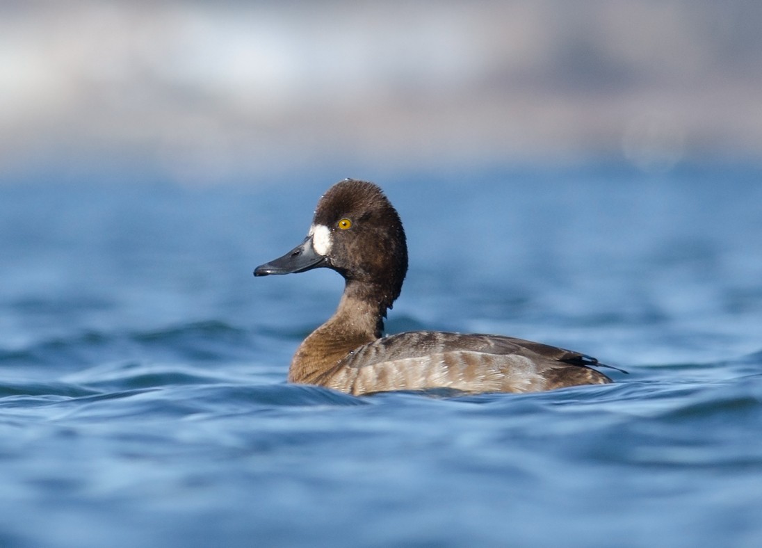 Lesser Scaup - Alix d'Entremont