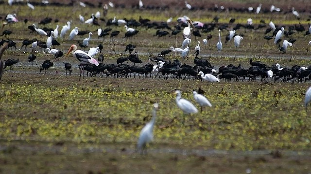 Glossy Ibis - ML515488341