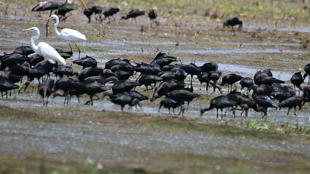 Glossy Ibis - ML515488361