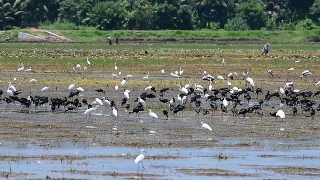 Glossy Ibis - ML515488381