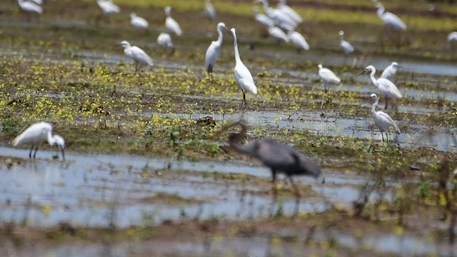 Glossy Ibis - ML515489351