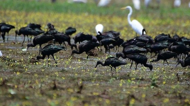 Glossy Ibis - ML515489361