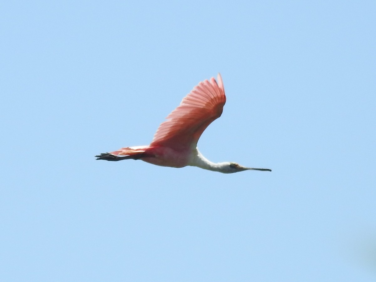 Roseate Spoonbill - Patricio Ramírez Llorens