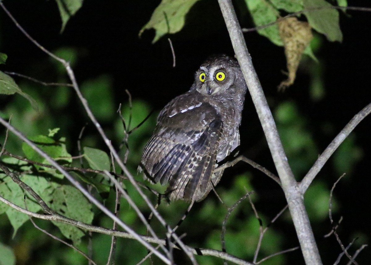 Biak Scops-Owl - Brendan Ryan