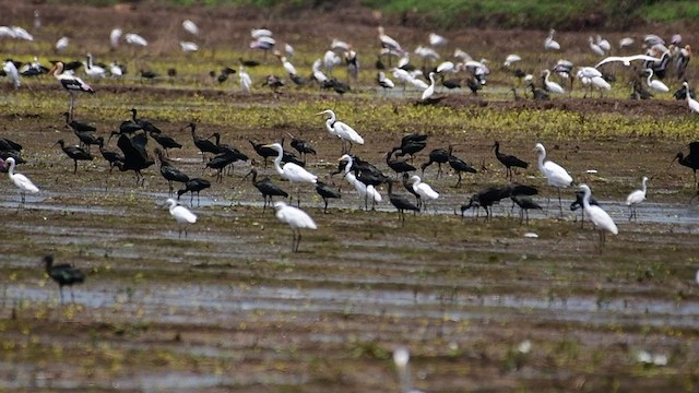 Glossy Ibis - ML515490161