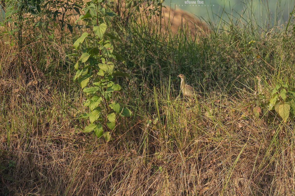 Gray Francolin - ML515490401