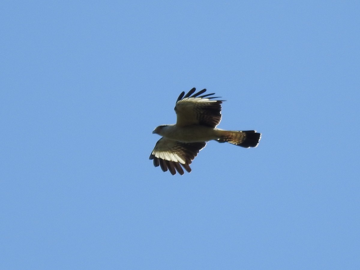 Yellow-headed Caracara - ML515490851