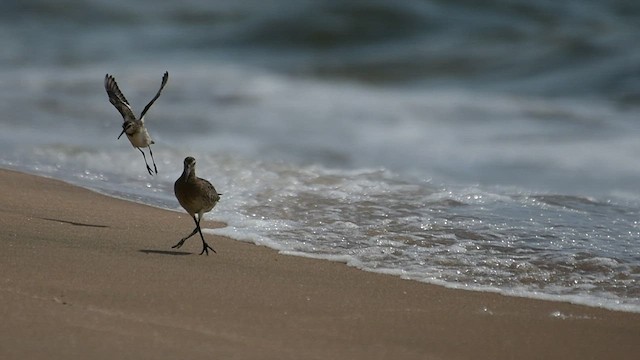 Bar-tailed Godwit - ML515491041