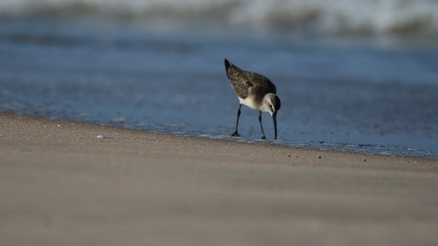Curlew Sandpiper - ML515491061
