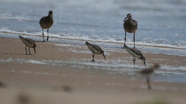 Bar-tailed Godwit - ML515491081