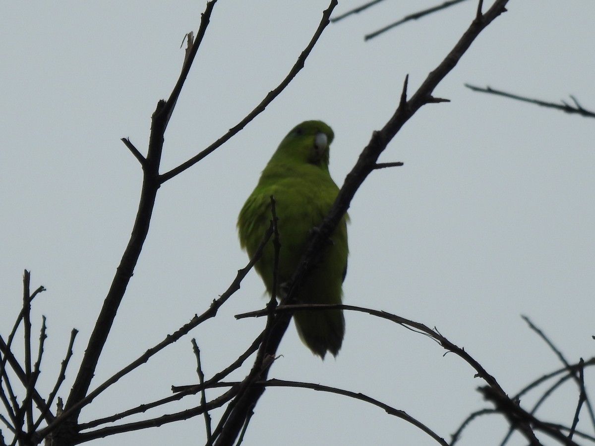 Cobalt-rumped Parrotlet - ML515491121