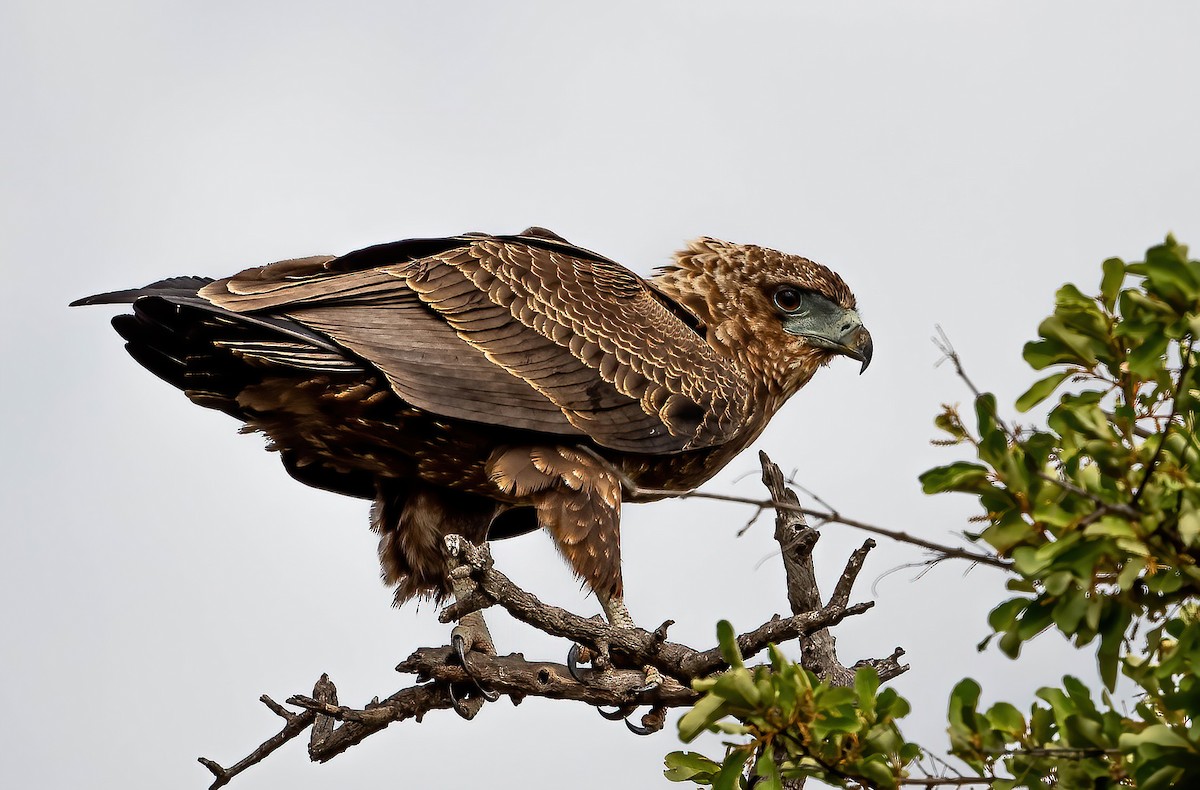 Bateleur des savanes - ML515491241