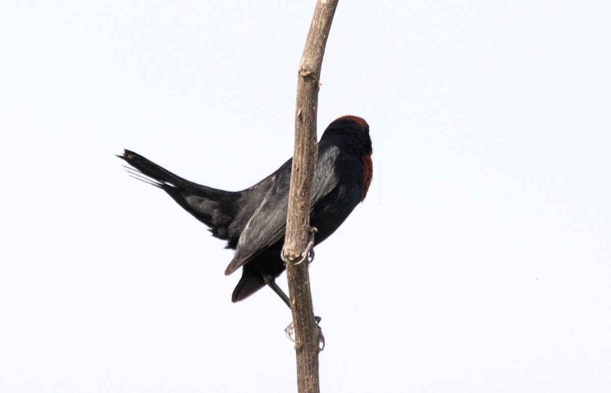 Chestnut-capped Blackbird - ML515491541