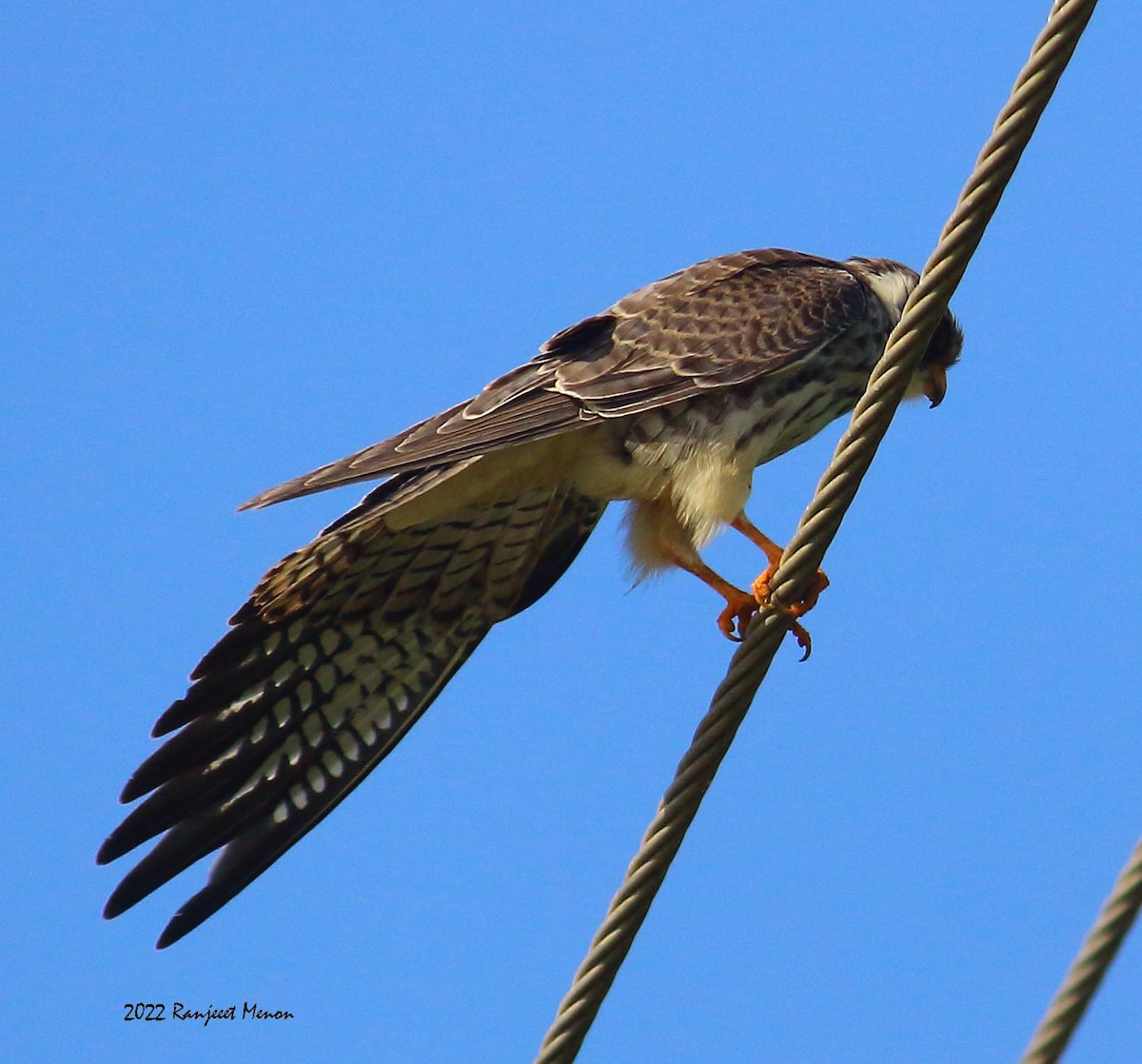 Amur Falcon - ML515491841