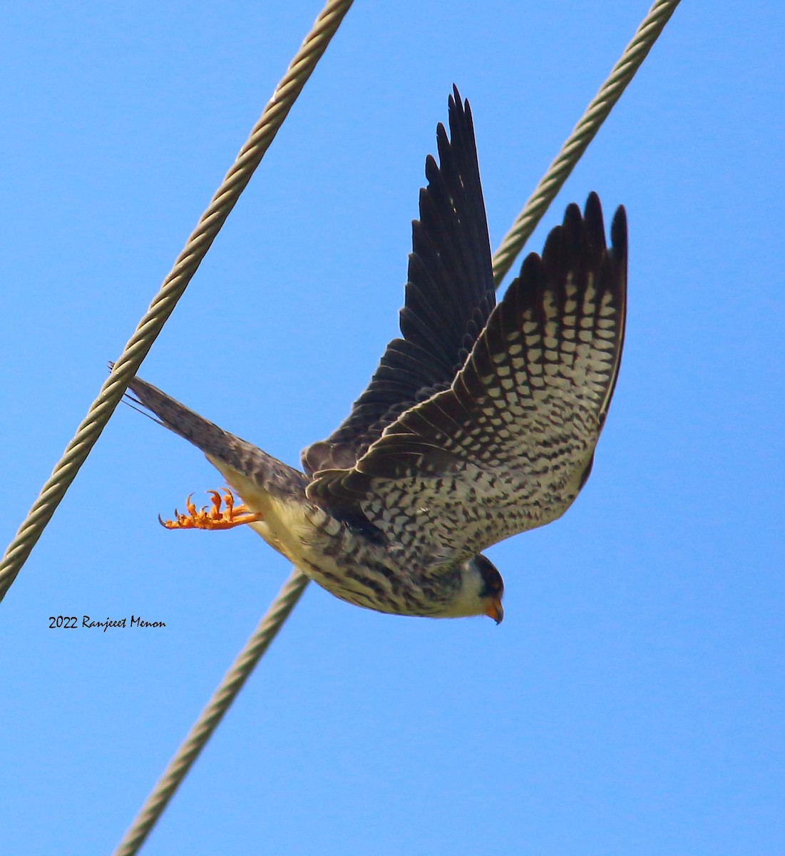 Amur Falcon - Ranjeet Menon