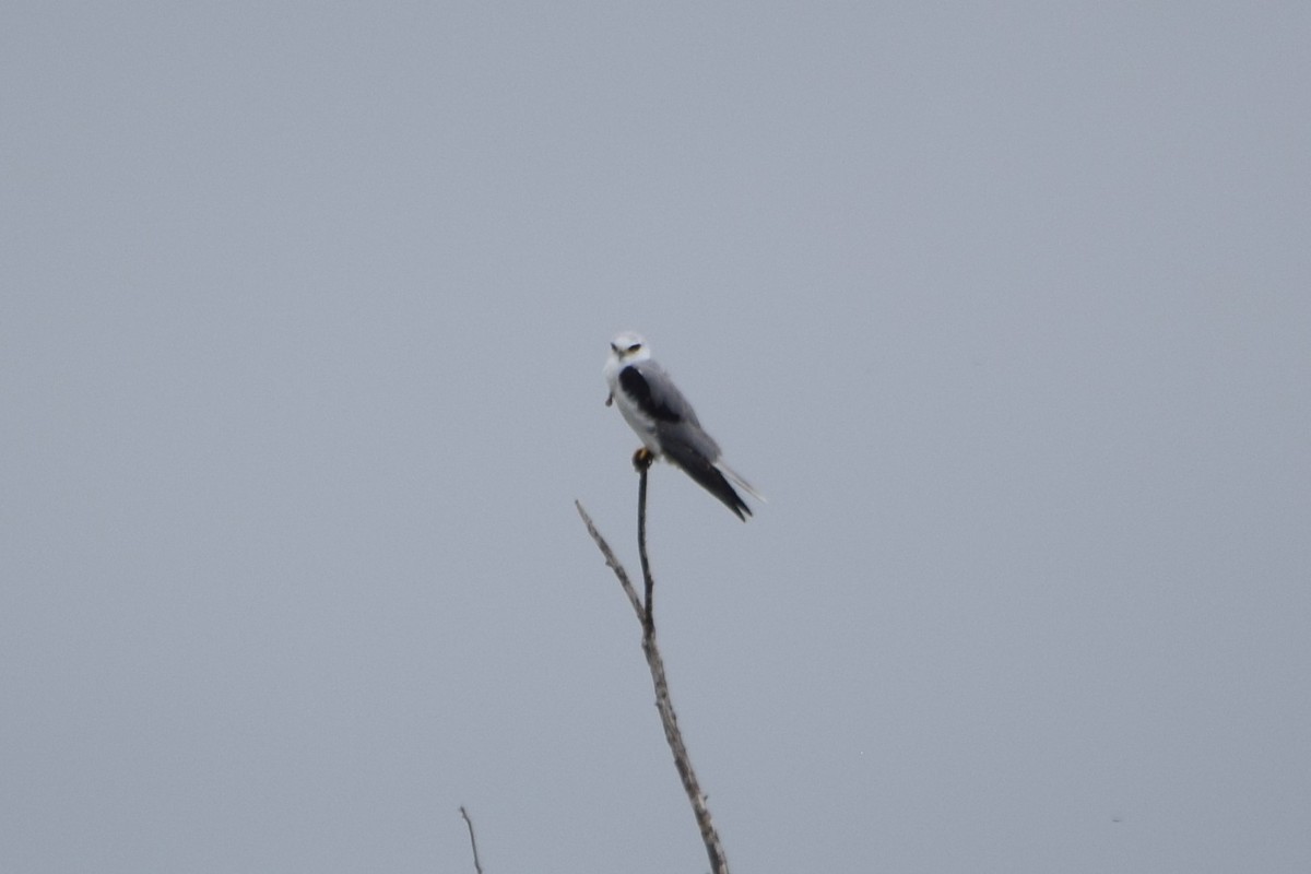 White-tailed Kite - ML515492061