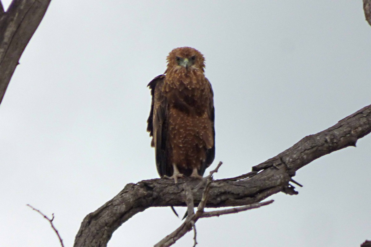 Bateleur - Hugo Sánchez