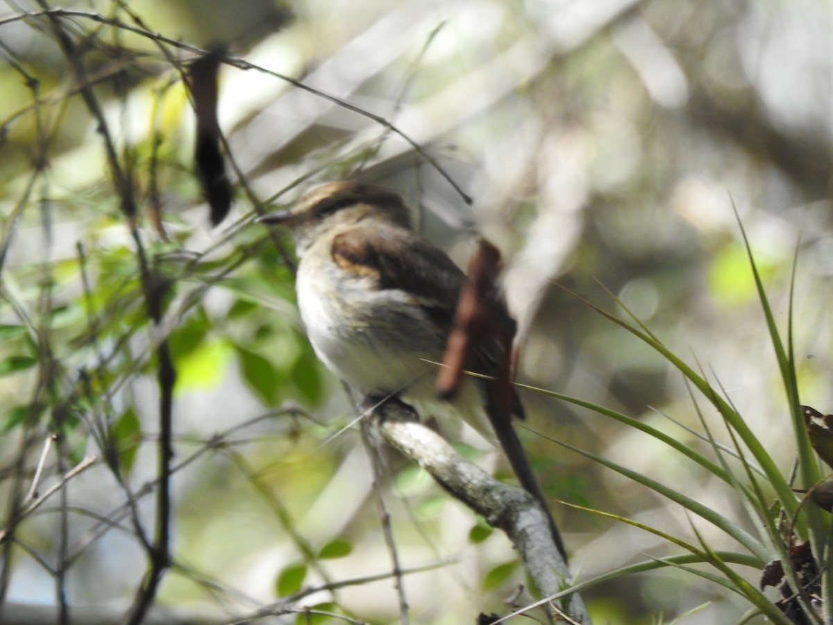 Fuscous Flycatcher - Patricio Ramírez Llorens