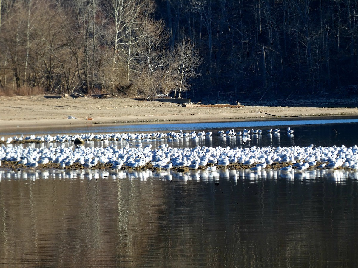 Ring-billed Gull - ML515492651