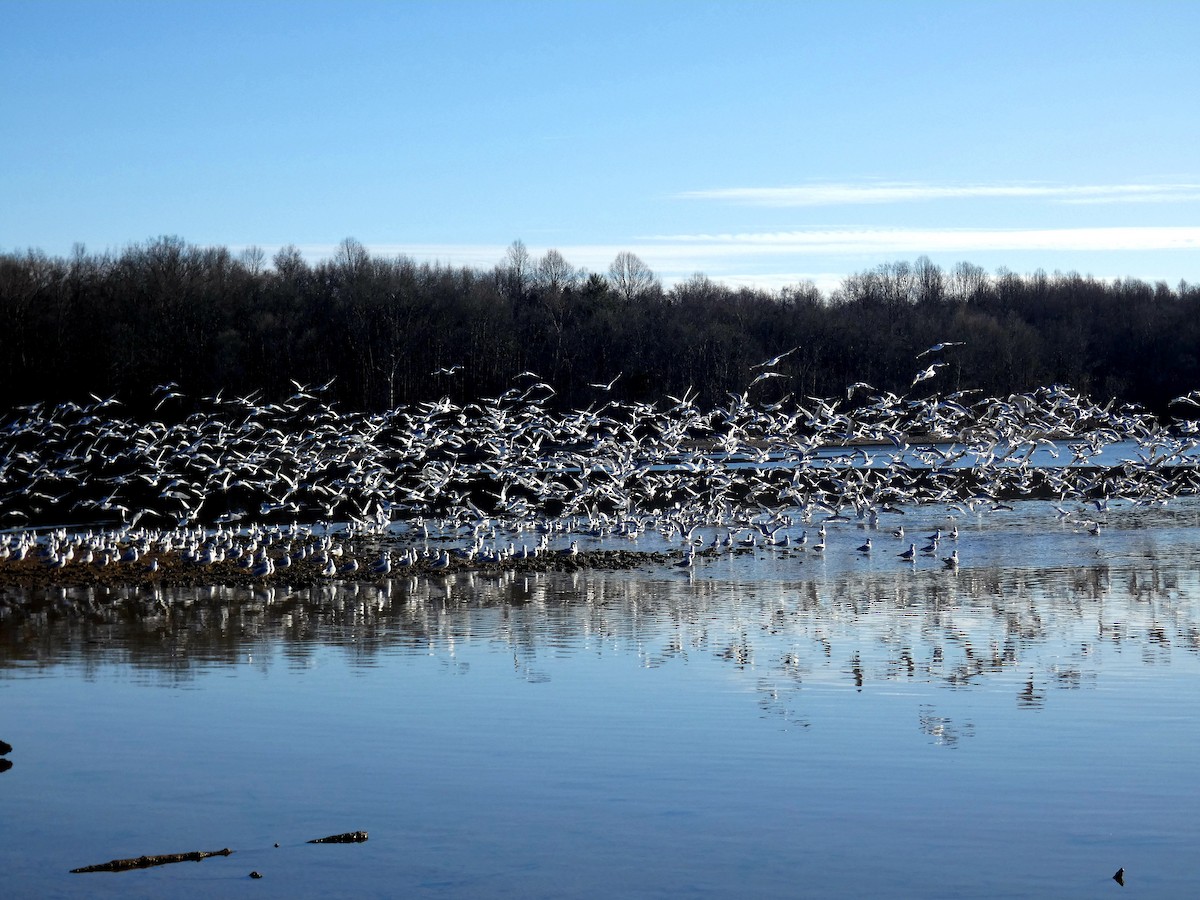 Ring-billed Gull - ML515492701