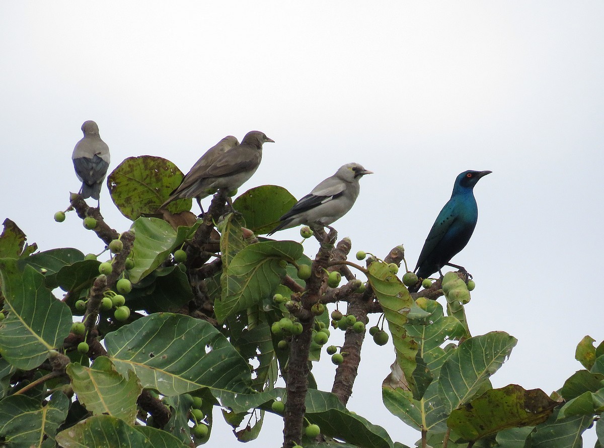 Lesser Blue-eared Starling - ML515492781