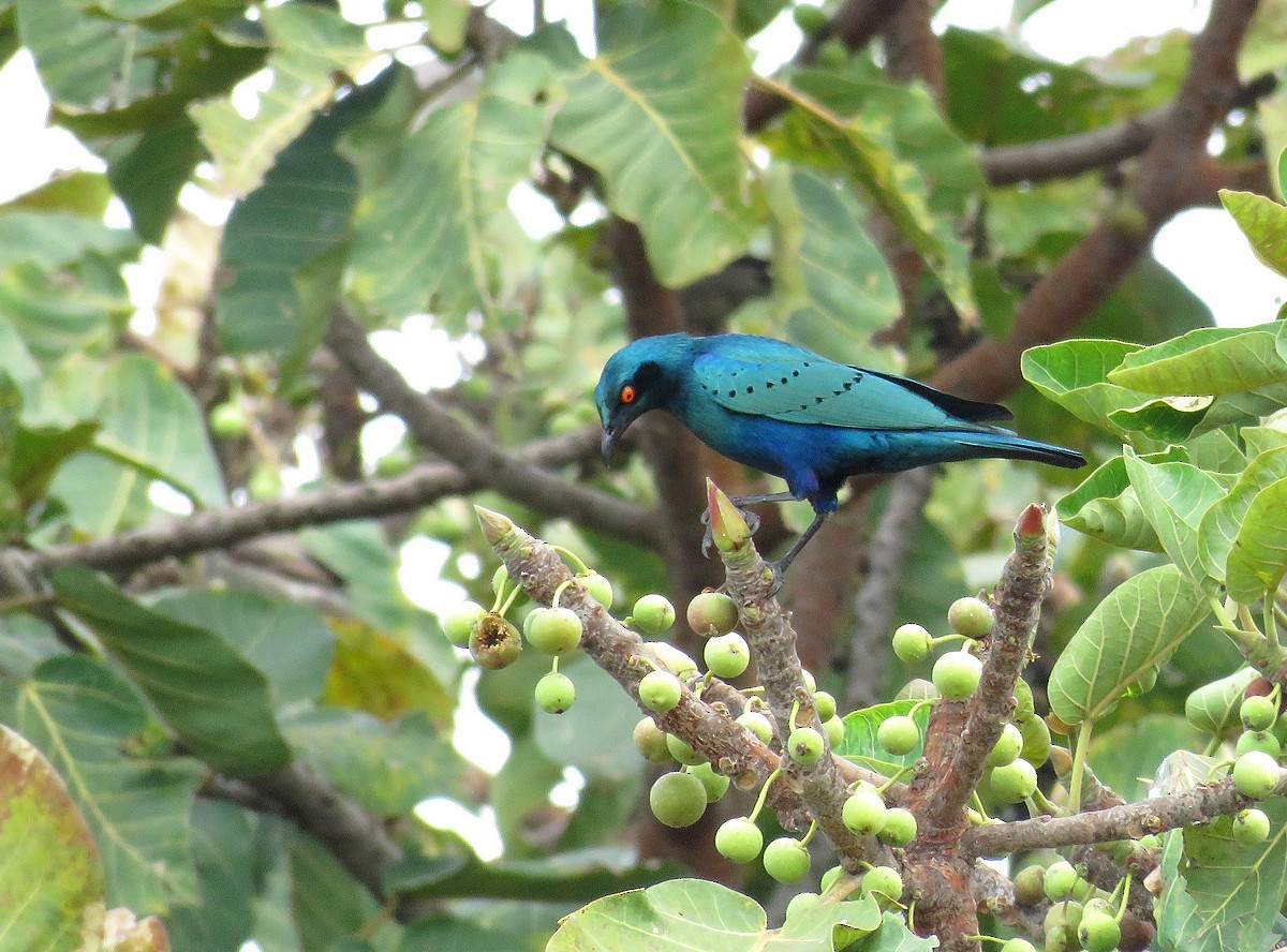 Lesser Blue-eared Starling - ML515492791