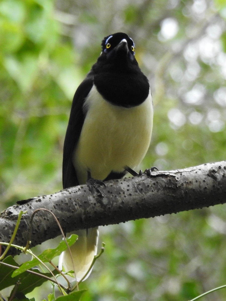 Plush-crested Jay - Patricio Ramírez Llorens