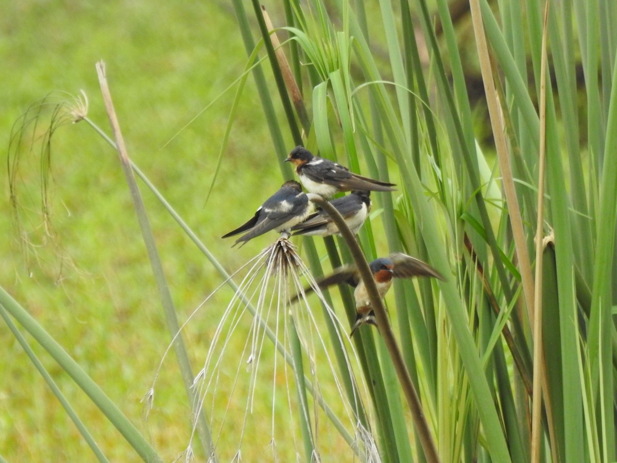 Barn Swallow - ML515493481