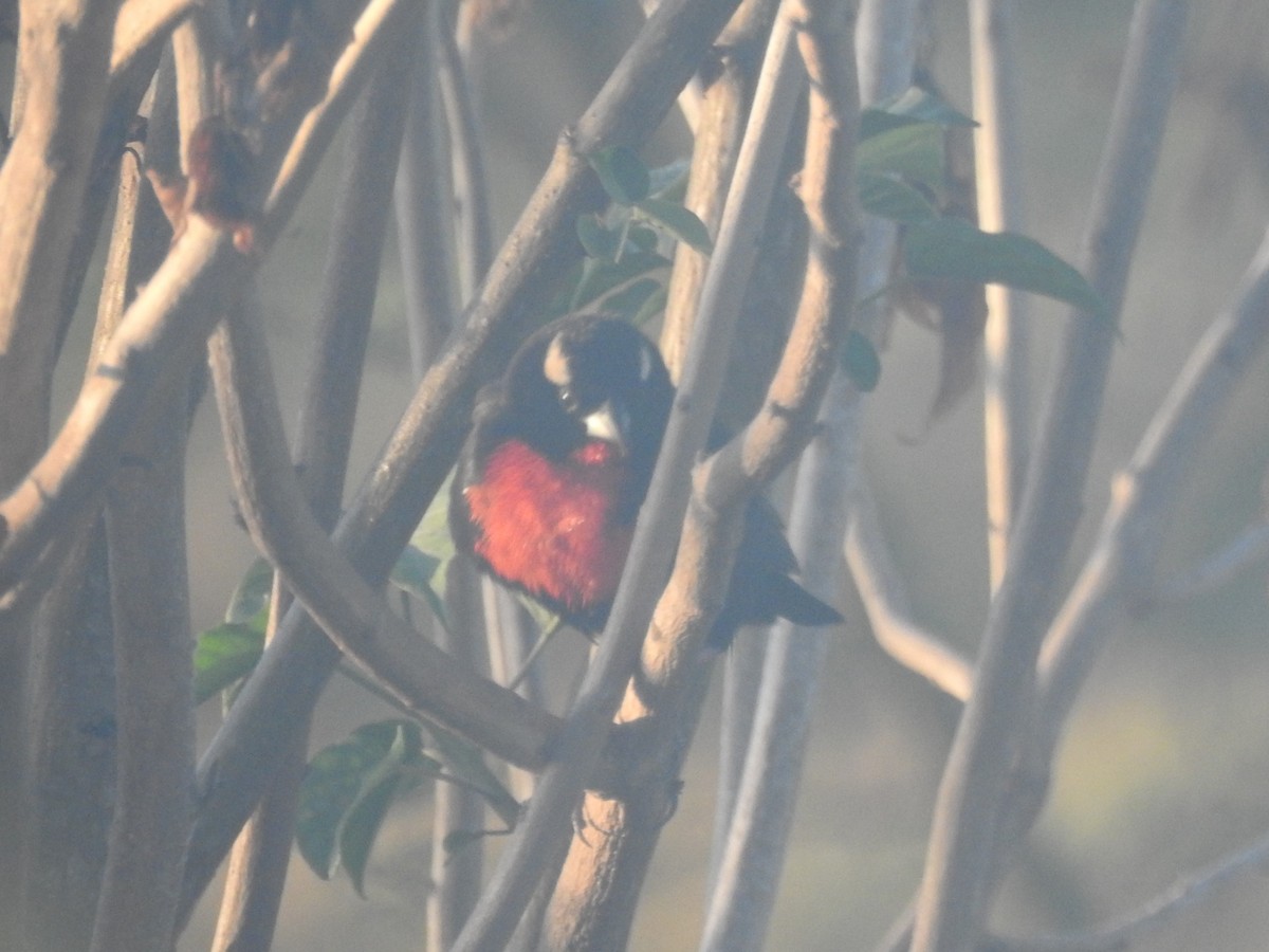 White-browed Meadowlark - ML515493521