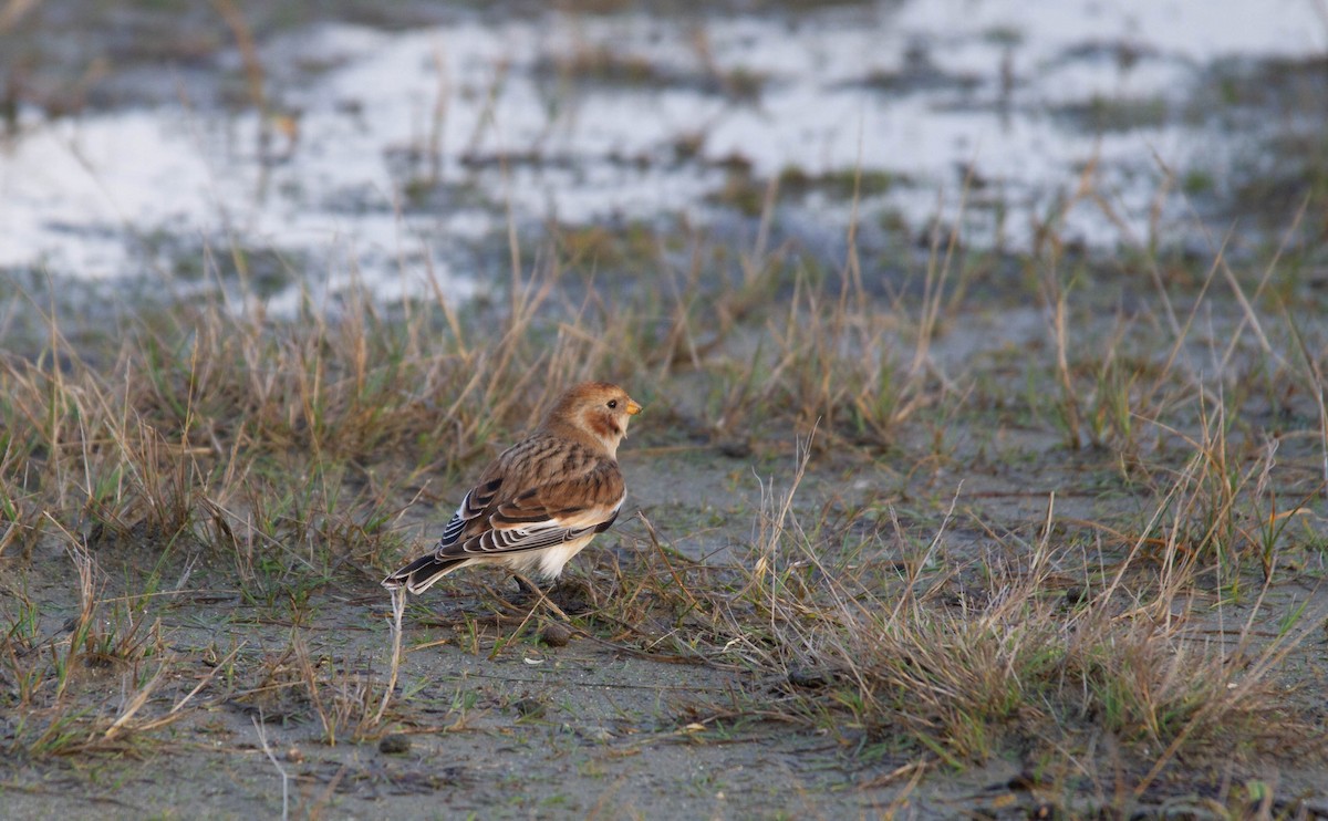 Snow Bunting - ML515493591