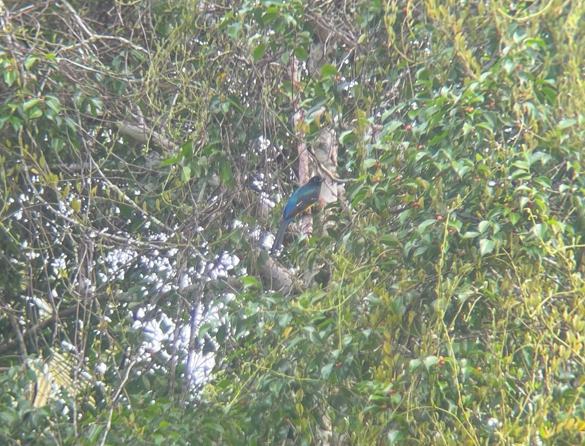 Black-headed Trogon - ML515493861