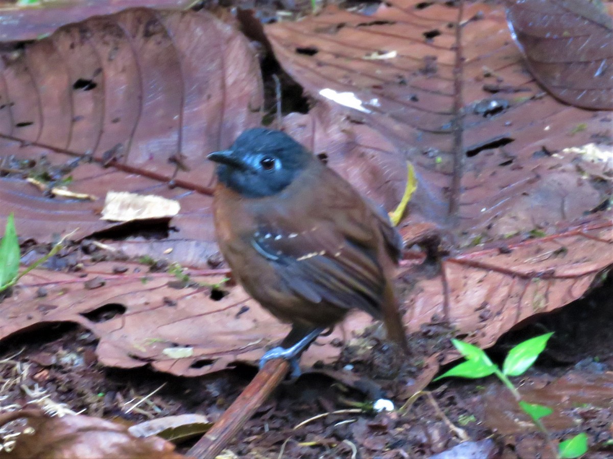 Chestnut-backed Antbird (Short-tailed) - ML515494601
