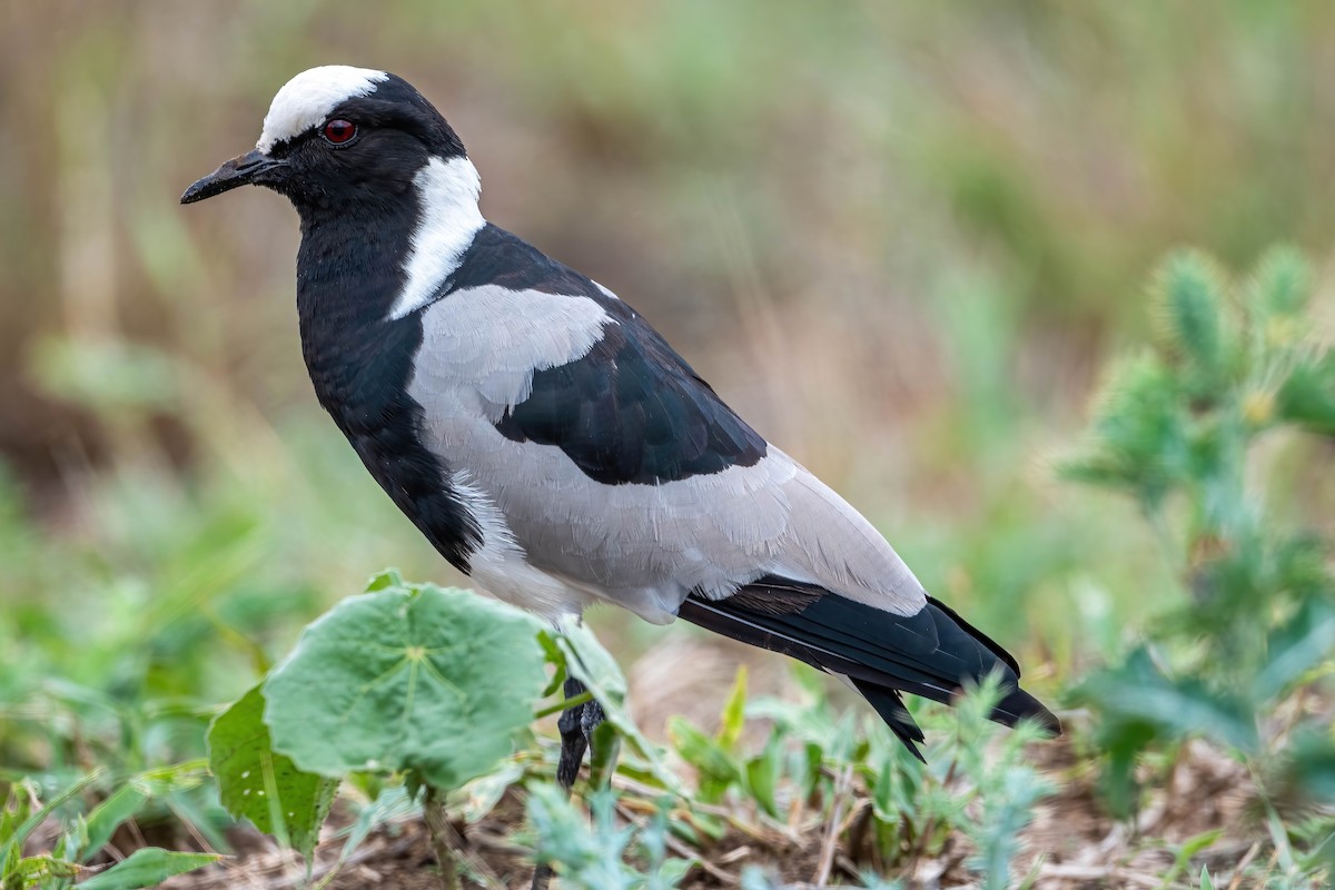 Blacksmith Lapwing - ML515494701