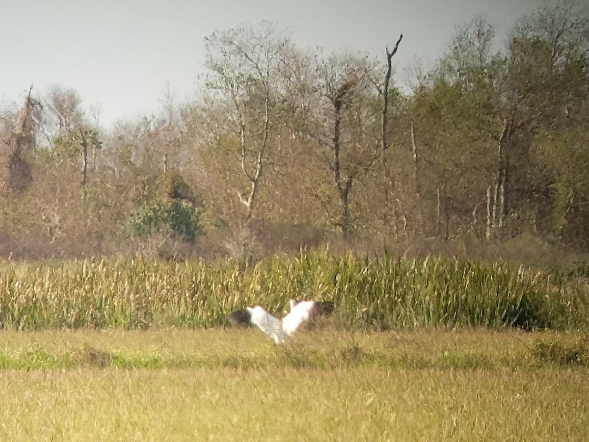 Whooping Crane - ML515494971