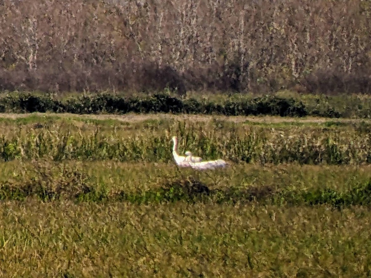 Whooping Crane - ML515494981