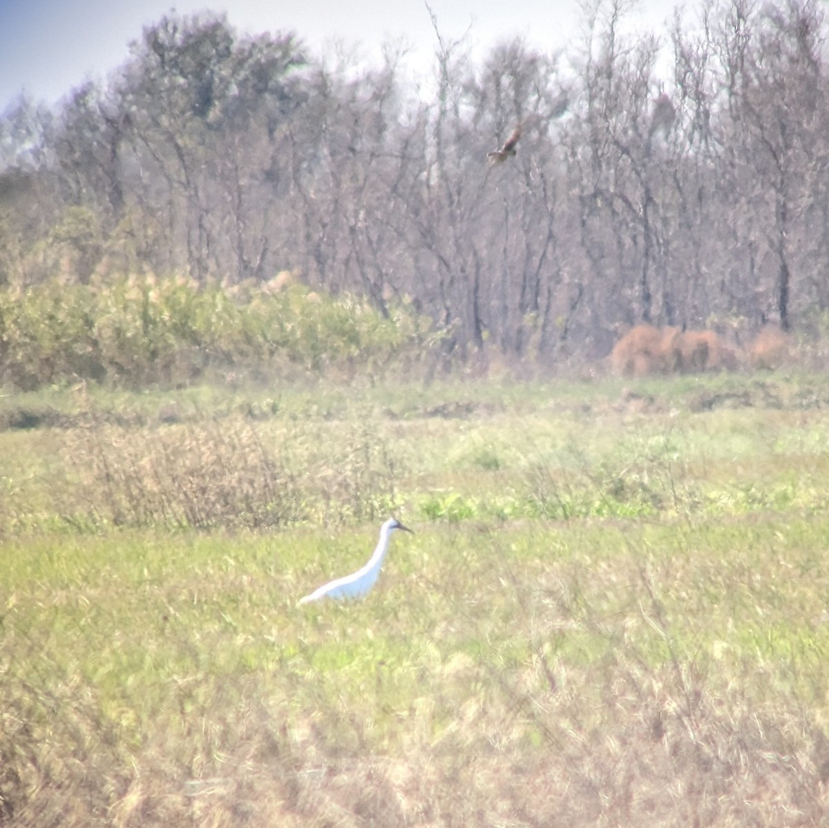 Whooping Crane - ML515494991