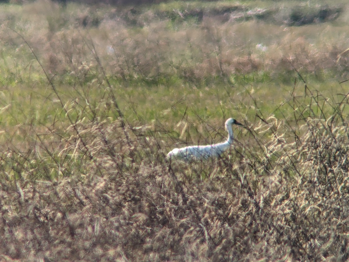 Whooping Crane - ML515495011