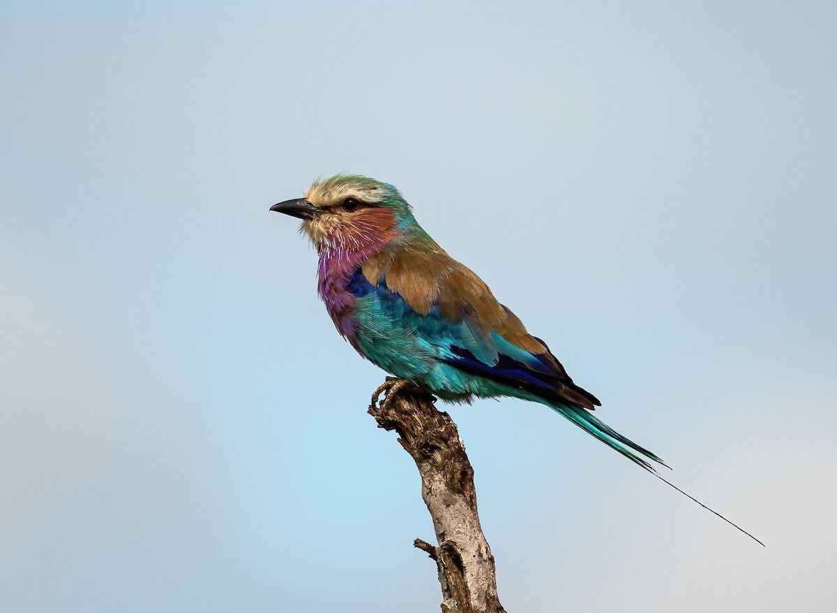 Lilac-breasted Roller - ML515495051